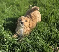 F1b Mae, a female Miniature Bernedoodle for sale in Goshen, IN – Photo 4 of 7