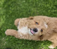 F1b Mae, a female Miniature Bernedoodle for sale in Goshen, IN – Photo 5 of 7