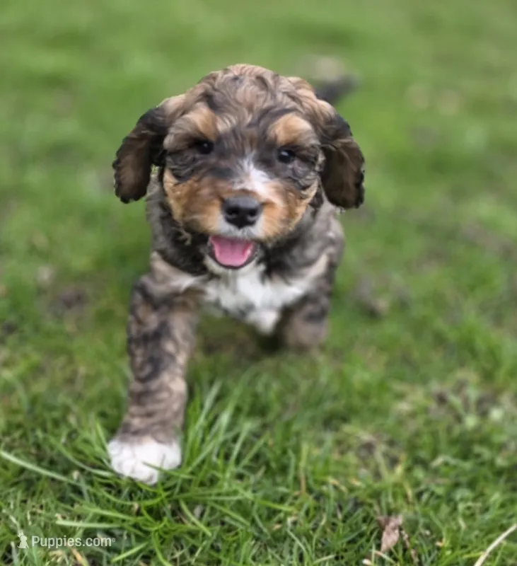 Valentino  – Miniature Bernedoodle puppy for sale in Goshen, IN