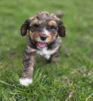 F1b Valentino , a male Miniature Bernedoodle for sale in Goshen, IN – Photo 1 of 9