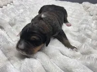 Valentino , a male Miniature Bernedoodle for sale in Goshen, IN – Photo 2 of 3