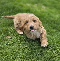 F1b Mae, a female Miniature Bernedoodle for sale in Goshen, IN – Photo 2 of 7