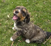 F1b Valentino , a male Miniature Bernedoodle for sale in Goshen, IN – Photo 2 of 9