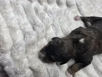 Valentino , a male Miniature Bernedoodle for sale in Goshen, IN – Photo 3 of 3