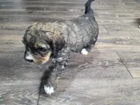 F1b Valentino , a male Miniature Bernedoodle for sale in Goshen, IN – Photo 5 of 9