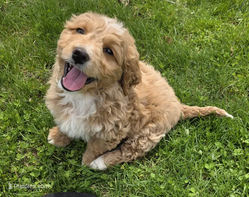 F1b Mae – Miniature Bernedoodle puppy for sale in Goshen, IN