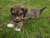 F1b Valentino , a male Miniature Bernedoodle for sale in Goshen, IN – Photo 3 of 9