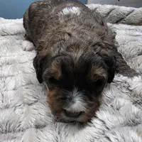 F1b Valentino , a male Miniature Bernedoodle for sale in Goshen, IN – Photo 6 of 9