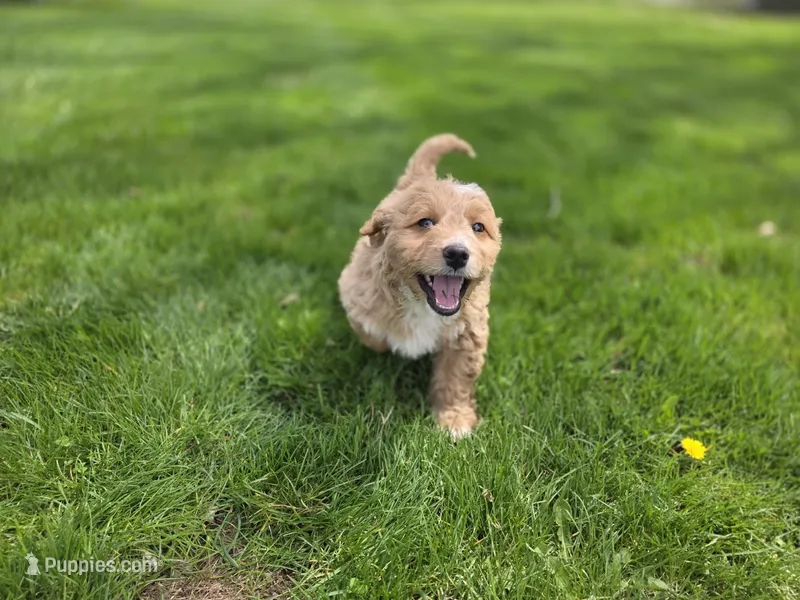 F1b Mae – Miniature Bernedoodle puppy for sale in Goshen, IN