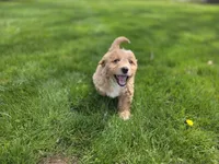 F1b Mae, a female Miniature Bernedoodle for sale in Goshen, IN – Photo 1 of 7