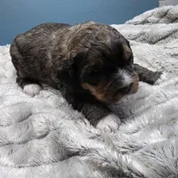 F1b Valentino , a male Miniature Bernedoodle for sale in Goshen, IN – Photo 7 of 9