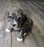 F1b Valentino , a male Miniature Bernedoodle for sale in Goshen, IN – Photo 4 of 9