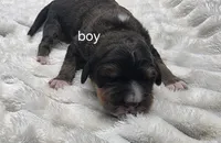 Valentino , a male Miniature Bernedoodle for sale in Goshen, IN – Photo 1 of 3