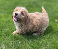 F1b Mae, a female Miniature Bernedoodle for sale in Goshen, IN – Photo 3 of 7