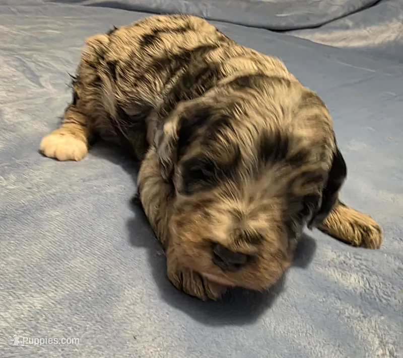 F1b Frank – Miniature Bernedoodle puppy for sale in Goshen, IN