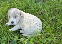 F1b mini Winnie, a female Miniature Bernedoodle for sale in Goshen, IN – 2 of 4