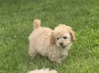 F1b Lady, a female Cavapoo for sale in Goshen, IN – 4 of 7