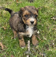 F1b Baby, a female Miniature Bernedoodle for sale in Goshen, IN – Photo 3 of 6