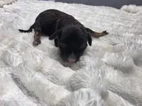 Baby, a female Miniature Bernedoodle for sale in Goshen, IN – Photo 2 of 2