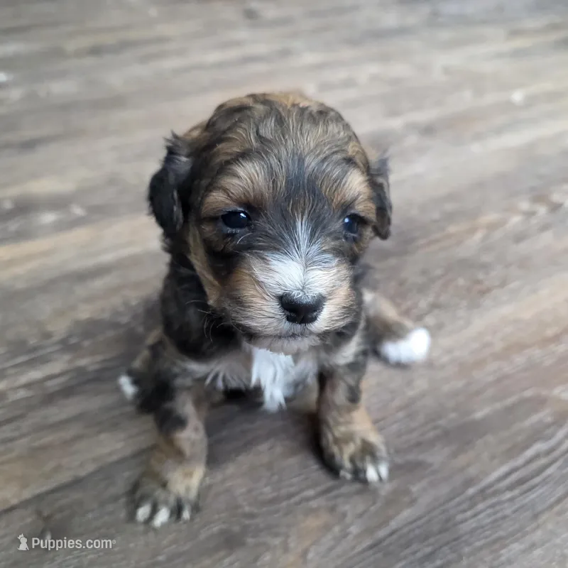 Baby – Miniature Bernedoodle puppy for sale in Goshen, IN