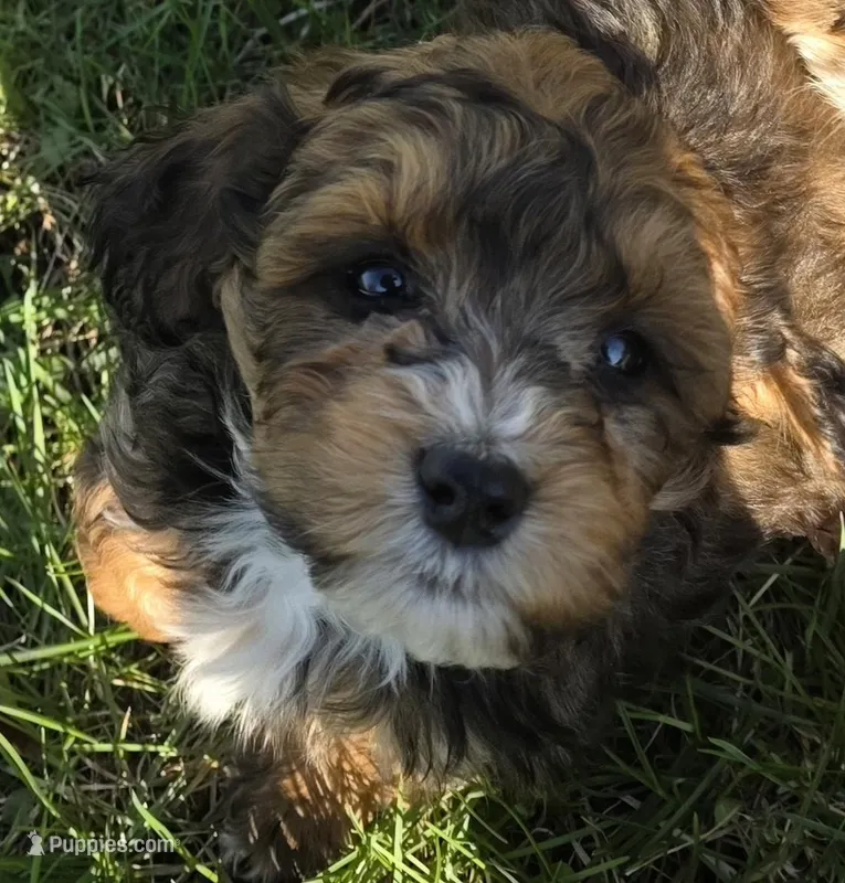 F1b Baby – Miniature Bernedoodle puppy for sale in Goshen, IN