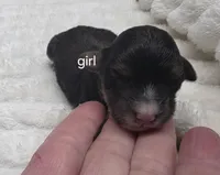 Baby, a female Miniature Bernedoodle for sale in Goshen, IN – Photo 1 of 2