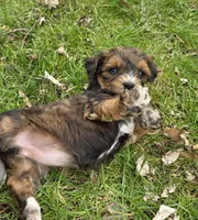 F1b Baby, a female Miniature Bernedoodle for sale in Goshen, IN – Photo 2 of 6