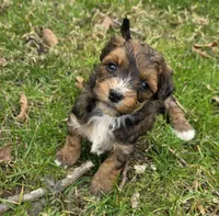 F1b Baby, a female Miniature Bernedoodle for sale in Goshen, IN – Photo 1 of 6