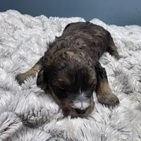 F1b Baby, a female Miniature Bernedoodle for sale in Goshen, IN – Photo 4 of 6