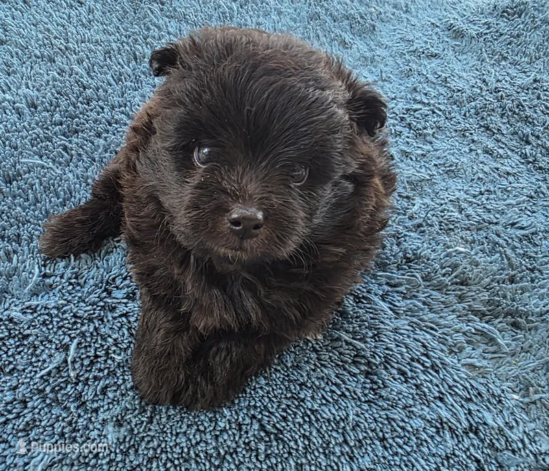 Raven – Pomapoo puppy for sale in Goshen, IN