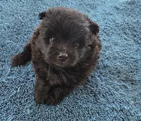 Raven, a female Pomapoo for sale in Goshen, IN – 1 of 2