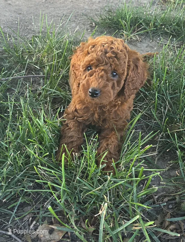 F1b Nina – Miniature Goldendoodle puppy for sale in Goshen, IN