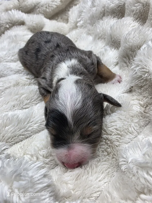 F1b Mae – Miniature Bernedoodle puppy for sale in Goshen, IN