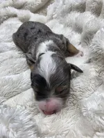 F1b Mae, a female Miniature Bernedoodle for sale in Goshen, IN – 1 of 4