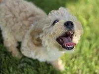 F1b Hank, a male Cavapoo for sale in Goshen, IN – 4 of 9