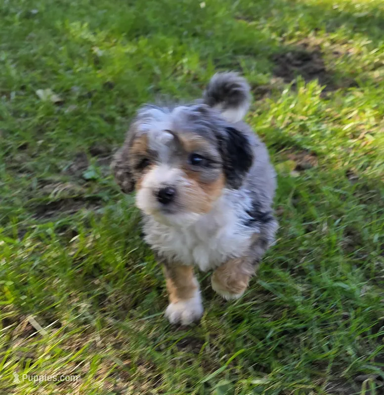 F1b Darling – Miniature Bernedoodle puppy for sale in Goshen, IN
