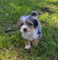 F1b Darling, a male Miniature Bernedoodle for sale in Goshen, IN – 1 of 10