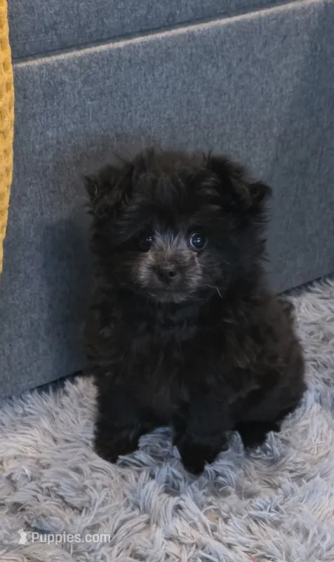 Raven – Pomapoo puppy for sale in Goshen, IN