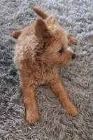 Murphy, a male Pomapoo for sale in Goshen, IN – 3 of 5