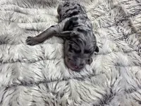 F1b Hank, a male Miniature Bernedoodle for sale in Goshen, IN – 2 of 7