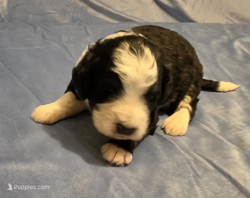 F1b Moose – Miniature Bernedoodle puppy for sale in Goshen, IN