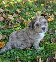 F1b Mini Willy, a male Miniature Bernedoodle for sale in Goshen, IN – 5 of 7