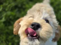 F1b Hank, a male Cavapoo for sale in Goshen, IN – 2 of 9