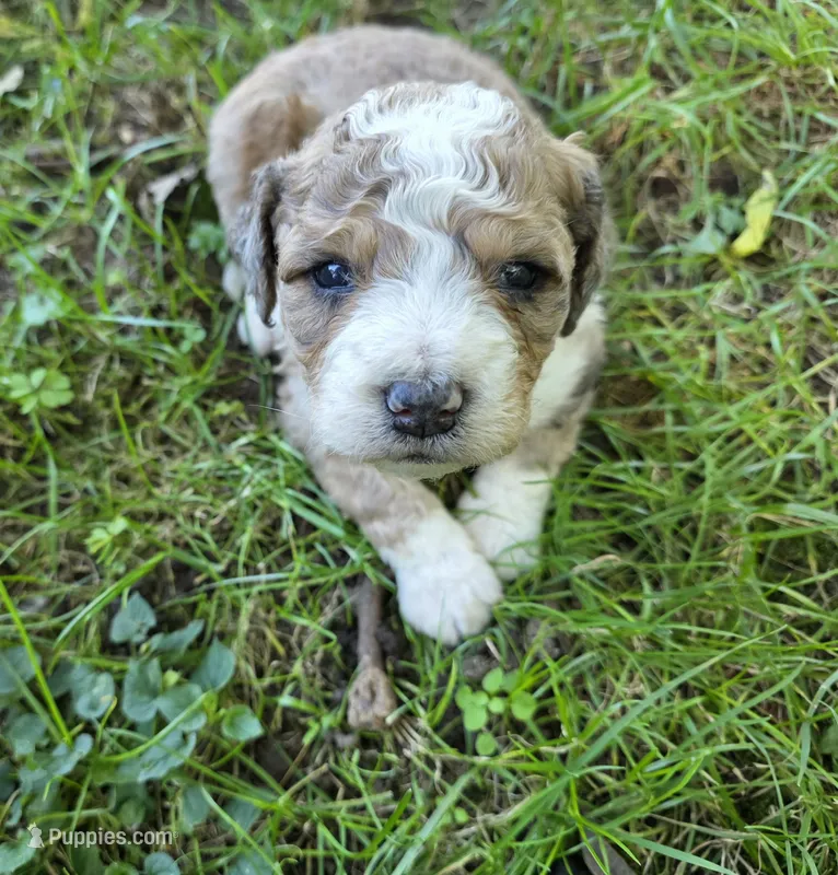 f1b mini Scooby – Miniature Bernedoodle puppy for sale in Goshen, IN