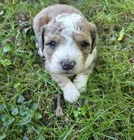 f1b mini Scooby, a female Miniature Bernedoodle for sale in Goshen, IN – 1 of 2