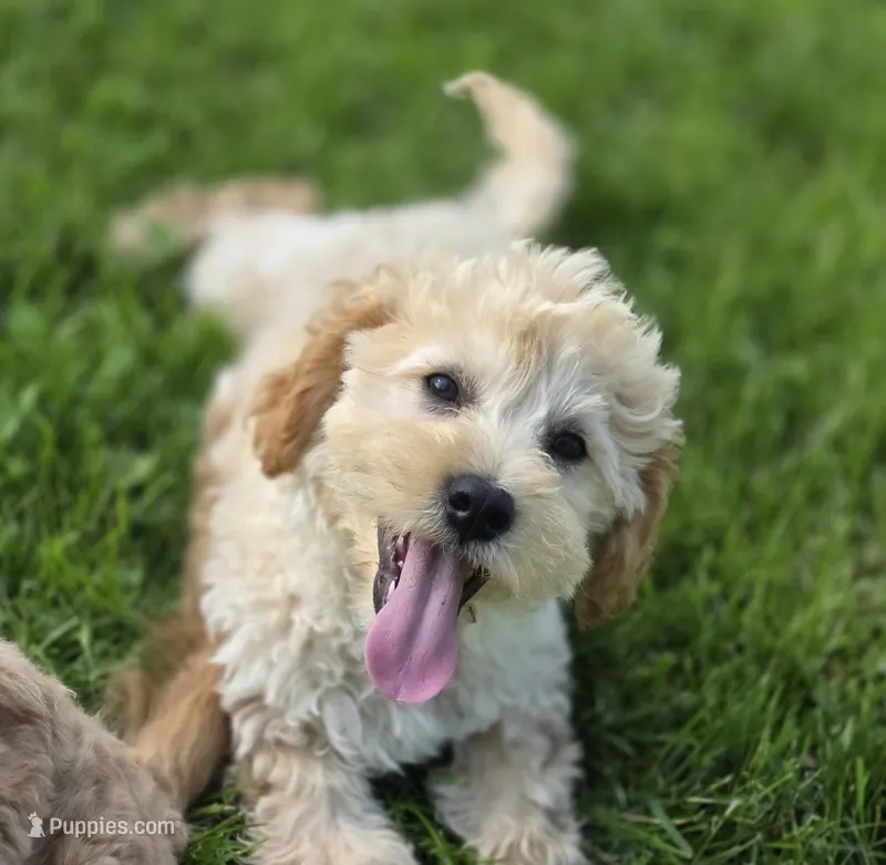 F1b Hank – Cavapoo puppy for sale in Goshen, IN