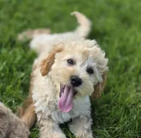 F1b Hank, a male Cavapoo for sale in Goshen, IN – 1 of 9