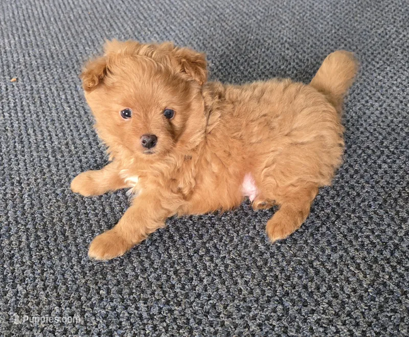 Murphy – Pomapoo puppy for sale in Goshen, IN
