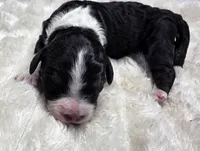 F1b Bessie, a female Miniature Bernedoodle for sale in Goshen, IN – 2 of 6