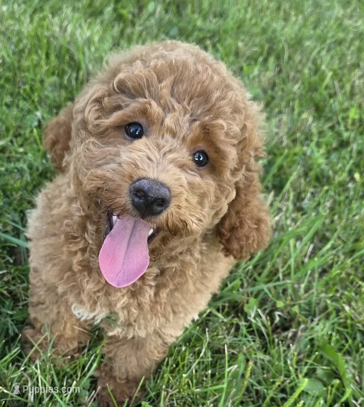 F1b Leo – Miniature Goldendoodle puppy for sale in Goshen, IN
